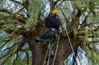 Five Star Tree Services image 19